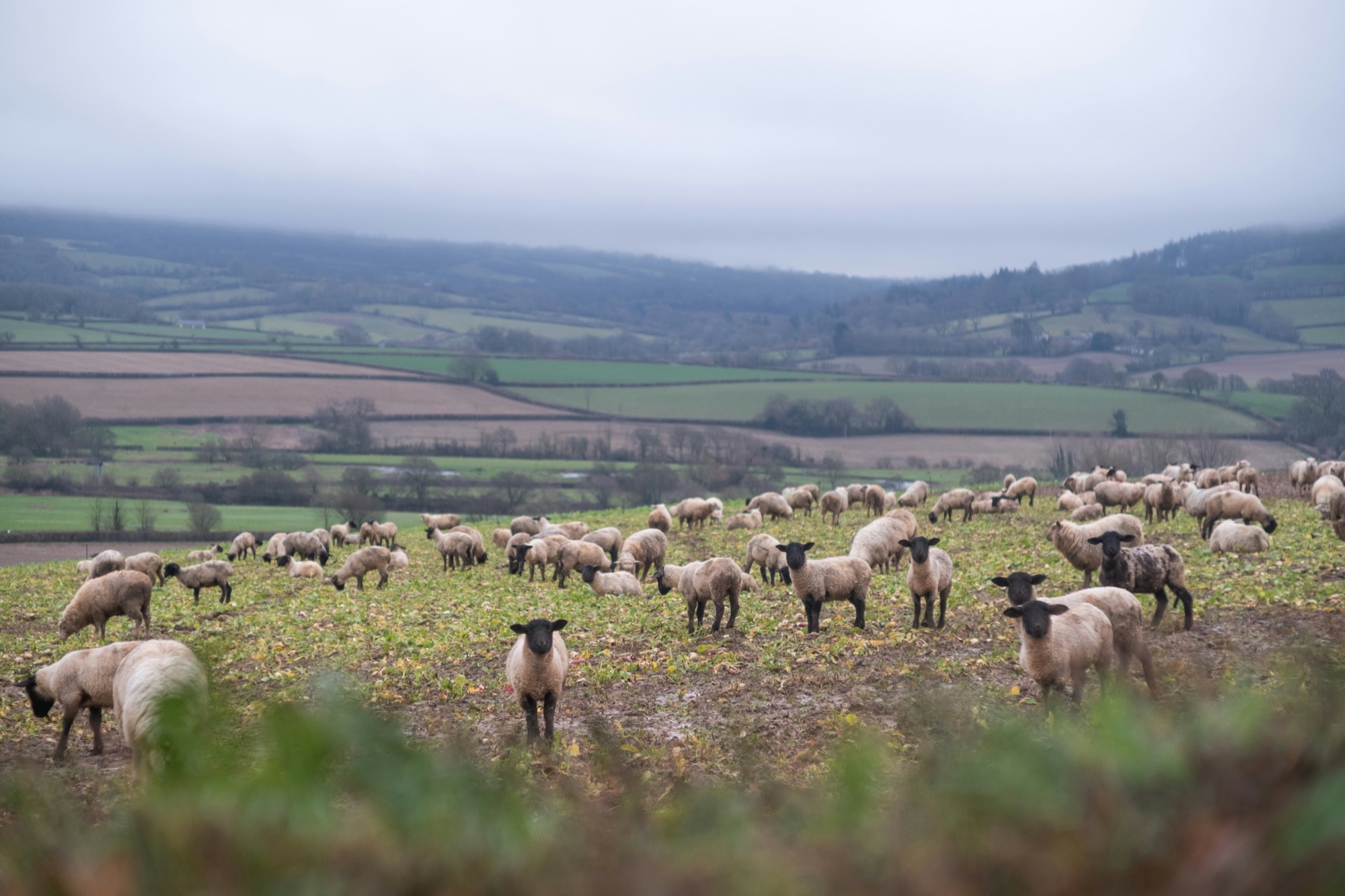 Cornish countryside farmland
